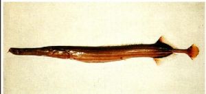 中國管口魚 中國管口魚