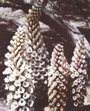 肉蓯蓉-中藥材原植物