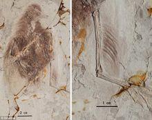 遠古鳥類化石中四肢之間存在著兩對翅膀