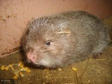 大竹鼠