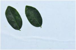 小柿子葉 小柿子葉