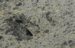 拉布拉多白 拉布拉多白