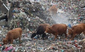 垃圾養牛場 垃圾養牛場
