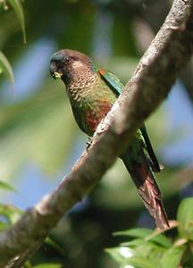 彩繪錐尾鸚鵡 彩繪錐尾鸚鵡