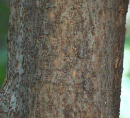 榔榆皮[榔榆皮]