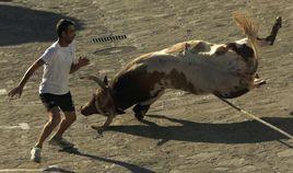 拴牛繩節 拴牛繩節