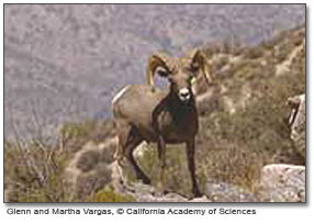 （圖）科羅拉多沙漠