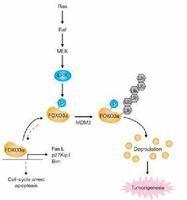 長壽基因 長壽基因