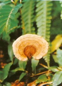 大孔假芝 大孔假芝