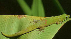 馬達加斯加金粉守宮