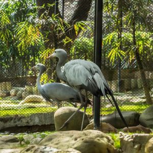 香港動植物公園