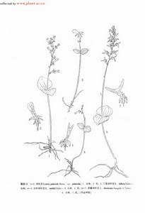 南川對葉蘭 南川對葉蘭