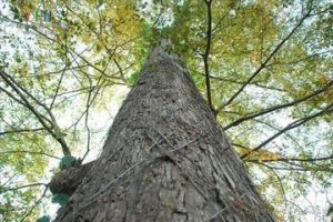 大葉櫸樹 大葉櫸樹