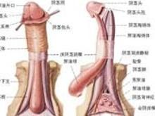 重複陰莖 重複陰莖