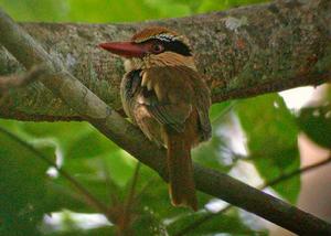 蘇拉藍耳翠鳥 蘇拉藍耳翠鳥