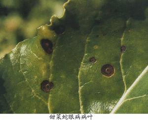 甜菜蛇眼病 甜菜蛇眼病