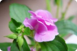 紅棕鳳仙花 紅棕鳳仙花