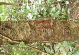 米老排廣西158家系 米老排廣西158家系