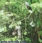 黔南羊蹄甲 黔南羊蹄甲