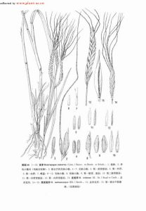 黑果黃茅 黑果黃茅