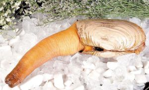 銹色朽木蛤 銹色朽木蛤