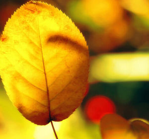 黃色葉子