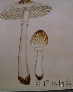 紅頂大環柄菇 紅頂大環柄菇