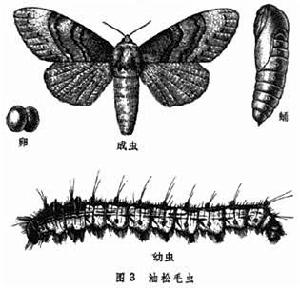 油松毛蟲 油松毛蟲