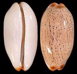 雨絲寶螺 雨絲寶螺