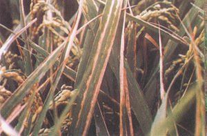 小麥細菌葉枯病 小麥細菌葉枯病