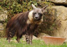 棕鬣狗