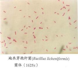 活性地衣芽孢桿菌 活性地衣芽孢桿菌