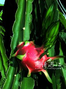 雲腳村的火龍果已取得“綠龍”的註冊商標