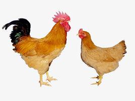 京海黃雞 京海黃雞