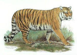 虎西北亞種 虎西北亞種