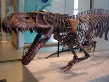 迅猛鱷化石 - 自然歷史博物館