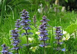 筋骨草屬 筋骨草屬