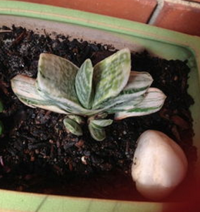 富士子寶 富士子寶