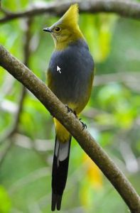 長尾絲鶲 長尾絲鶲
