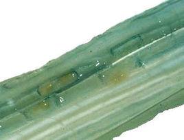 水稻稻鐵甲蟲 水稻稻鐵甲蟲