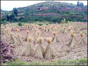 大東村[彌渡縣密祉鄉大東村]