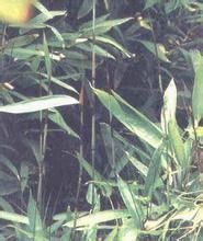 毛鞘箬竹 毛鞘箬竹