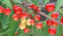 煙臺大櫻桃基地 煙臺大櫻桃基地