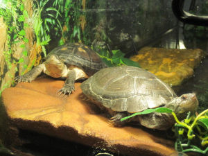 沼澤橫頸龜