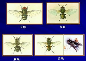 泌尿生殖道蠅蛆