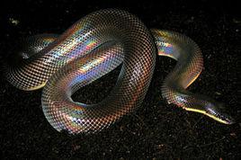 閃鱗蛇