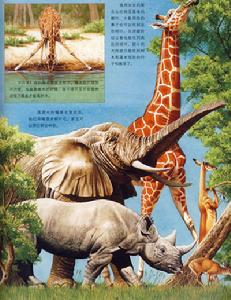 《動物王國大探秘(全四冊)》插圖