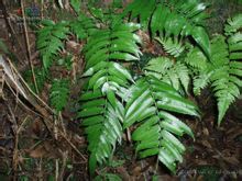 長假脈觀音座蓮 長假脈觀音座蓮