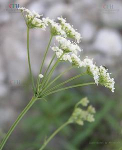 田葛縷子 田葛縷子