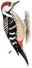 紋胸啄木鳥